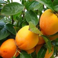 Noi afaceri cu fructe exotice in Romania - curmalul chinezesc si curmalul japonez