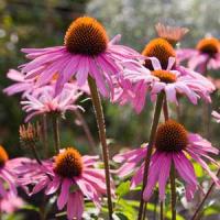 Cea mai buna afacere din Romania in 2011! Castiga 20.000 de euro din cresterea plantelor medicinale si aromatice in sistem ecologic!
