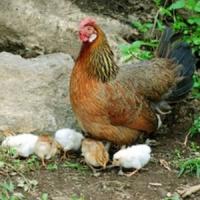 Temelia unei echipe de succes pentru afacerea ta!