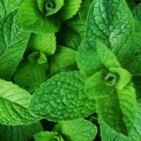 Afaceri agricole in Romania, cu 3 culturi noi si profitabile: stevie, anason si menta!