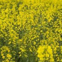 Agricultorii romani se tem sa mai investeasca in rapita