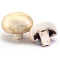 Reguli vitale pentru prevenirea bolilor si daunatorilor in cadrul ciupercariilor de Champignon!