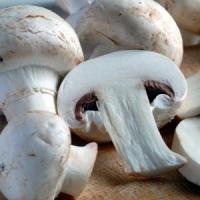 Cultivarea ciupercilor Champignon in