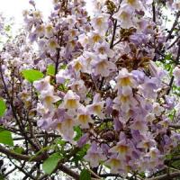 De ce ne-am infiinta o plantatie de copaci Paulownia?