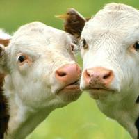 ATENTIE, fermieri! Fonduri europene pentru ferme de vaci si depozite de legume-fructe din noiembrie