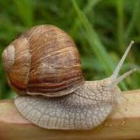 Consideratii generale pentru cei care doresc sa investeasca intr-o ferma de melci