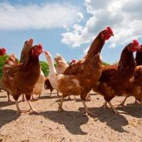 Cererea de oua eco explodeaza! Romani, investiti in propria ferma avicola BIO!