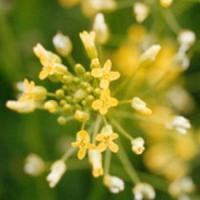 Camelina, inlocuitorul rapitei in anii cu seceta!