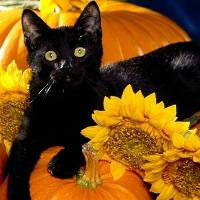 E super acum de Halloween! Afla ce lucruri terifiante iti aduce Halloween-ul!