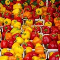 Fonduri europene de cca 230 mil. euro pentru finantare in agricultura pana pe 18 ianuarie!