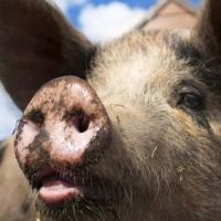 In Timis se cresc porci 
