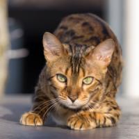 3 idei de afaceri pentru iubitorii de animale de companie!