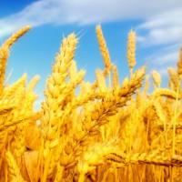 Preconizari privind recolta de cereale a Romaniei pentru 2014
