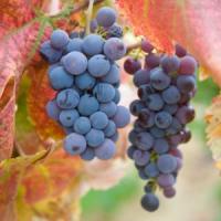 Vesti superbe pentru viticultori: 47.7 milioane de euro din partea UE, anual!