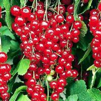 Profit de durata din cultivarea fructelor de padure