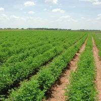 Revizuirea normelor UE privind agricultura ecologica