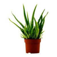 Aloe Vera: Idei de afaceri inteligente. Tot ce trebuie sa stii despre afacerile cu export