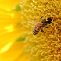 Stuparitul, afacerea care iti aduce rapid succesul