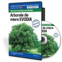 Ghid pentru plantatia ta profitabila - Arborele de miere Evodia