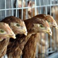 Biocarburantii si avicultura vor sustine cererea agricola europeana