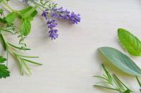 Iata cum poti obtine profit din cultivarea plantelor medicinale