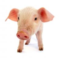 Ferma ta de porci iti poate deschide drumul succesului