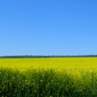 Bio-Romania sustine 'TVA Verde' pentru produsele agroalimentare romanesti