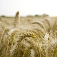 Romania poate deveni un mare exportator de hrana bio