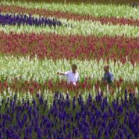 Afaceri agricole de succes cu florile-confetti