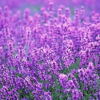 Cultivarea plantelor medicinale: Iata de unde poti scoate profit ca la carte!