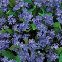Idei de afaceri: Ghivecele BIO cu plante medicinale si aromatice