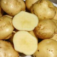 La Bonnotte - Afaceri cu cei mai scumpi cartofi din lume