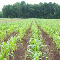 Guvernul va modifica Legea terenurilor agricole