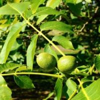 Afaceri profitabile cu plantatia de nuci Lara-Pieral