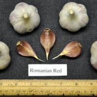 Romanian Red: Usturoiul romanesc i-a zapacit pe straini! Este 'dinamita'