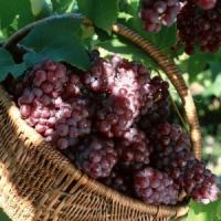 Vesti bune: Romania se afla pe locul 12 in topul producatorilor mondiali de vin!