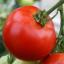 Idei de afaceri in agricultura, in anul 2012, afaceri profitabile pentru cei cu teren!