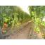 Idei de Afaceri Profitabile: Cultivarea legumelor in solarii - O afacere relativ simpla si cu venituri mari!