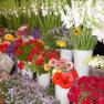 Florariile: profit dublu fata de anul trecut, comenzi de 200.000 de euro 