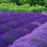 Afaceri profitabile cu lavanda si valeriana!