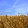 Fonduri europene de peste 220 mil euro pentru modernizarea exploatiilor agricole