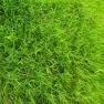 Cele mai profitabile 8 plante de cultivat anul acesta!