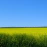 5 dintre cele mai profitabile culturi agricole
