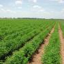 Revizuirea normelor UE privind agricultura ecologica