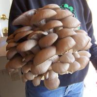 Castiga 31.700 euro pe an din cultivarea ciupercilor Pleurotus!