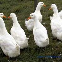 Idei de afaceri mici pentru mediul rural - cresterea ratelor Pekin