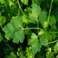 Afaceri agricole profitabile cu patrunjel de gradina