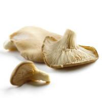 Afaceri cu ciuperci Pleurotus - Obtinerea miceliului de ciuperci