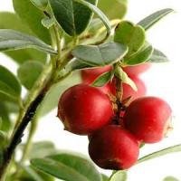 Cultiva un superaliment! Idei de afaceri care merita: cultura de merisor