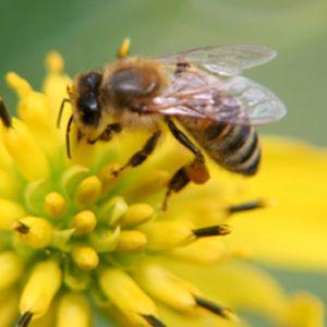Ferma apicola: Bolile si daunatorii albinelor